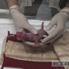 上野動物園 パンダのシンシンが赤ちゃん2頭を出産 | NHKニュース